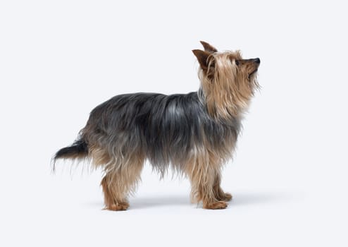 Portrait of a senior female Yorkshire Terrier side view, isolated on white background, dog breeds and pet care concept