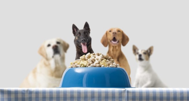 Delicious dog food in a bowl in the foreground and hungry dogs, pet food concept