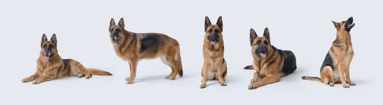 Set of portraits of German Sheperds in different poses, isolated on white background
