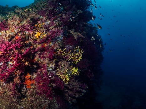 abundance of wild fish swimming together underwater near rough rocky reef covered with colorful coral in deep clear blue sea, concept of seascape and underwater wildlife