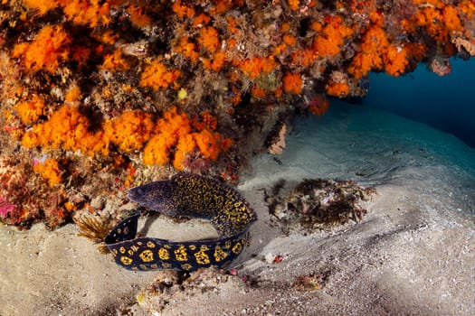 wild moray fish with yellow spots on sandy bottom near reef with colorful coral in deep sea with clear water, concept of underwater wildlife and marine fauna, copyspace for text
