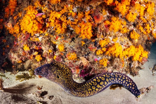 wild moray fish with yellow spots on sandy bottom near reef with colorful coral in deep sea with clear water, concept of underwater wildlife and marine fauna, copyspace for text