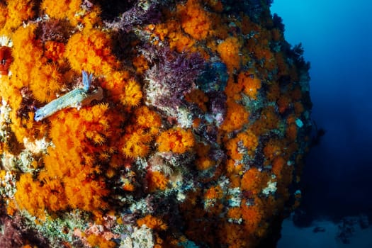 wild small nudibranch on rough rocky reef with colorful coral in deep sea with clear water, concept of underwater wildlife and marine fauna