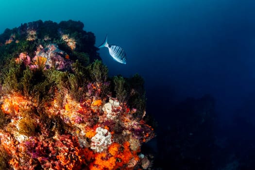 fish with black stripes swimming near rough reef with colorful coral in deep blue sea with clear water, concept of underwater wildlife and marine fauna, copyspace for text