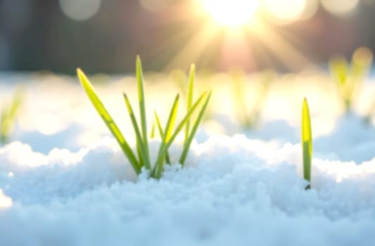Delicate green shoots of grass break through a blanket of melting snow as the sun rises, signaling the approach of spring.. Blurred picture