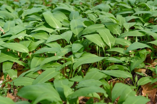 Wild garlic Allium ursinum in a forest in Germany in the month of April in spring