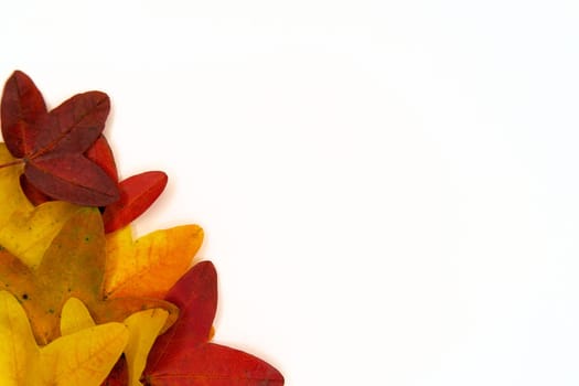 Leaves of Acer monspessulanum, Montpellier maple, with white background and text space on the right side