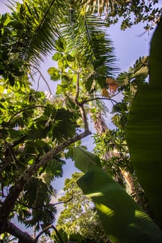 Lush tropical vegetation including a breadfruit tree and banana leaves thrive in montana redonda, dominican republic