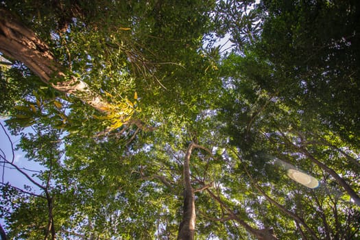 Sunbeams filtering through a dense canopy of trees in montana redonda, dominican republic, creating a vibrant display of nature's beauty