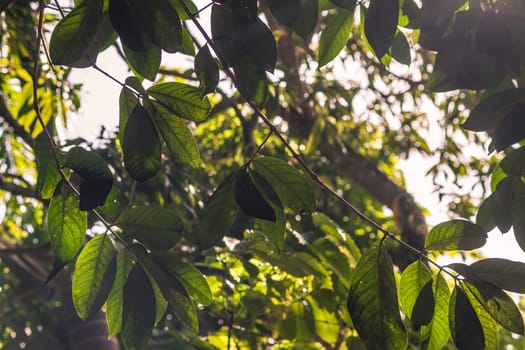 Sunbeams illuminate vibrant green leaves, creating a tranquil scene in the tropical forest of montana redonda