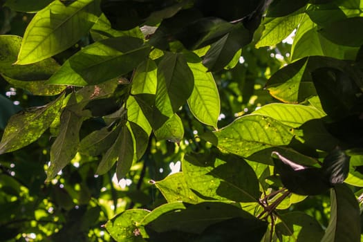Sunlight filters through vibrant green leaves, creating a captivating natural scene in montana redonda