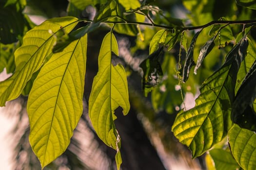 Sunlight filtering through cacao tree leaves in montana redonda, dominican republic