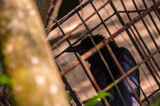 Crow looking through rusty cage bars in montana redonda, dominican republic