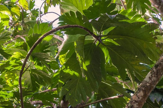 Sunlight filtering through breadfruit tree leaves, creating intricate shadows in the lush vegetation of montana redonda, dominican republic