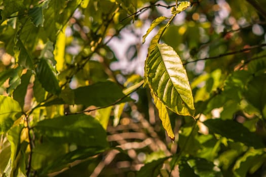 Sunlight shining through coffee leaves on a coffee plant in montana redonda, dominican republic