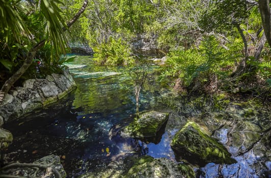 Cenote azul's pristine water flows gently through the vibrant green vegetation of riviera maya, mexico, creating a tranquil natural oasis
