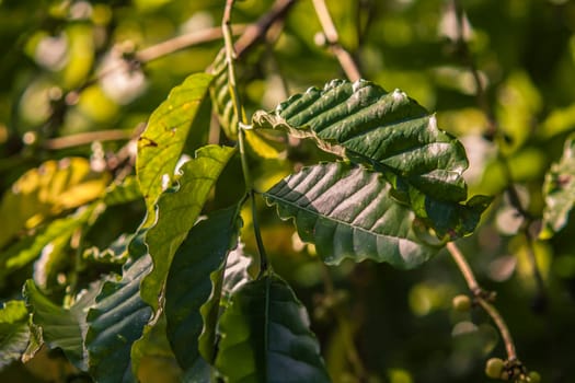 Lush coffee leaves bask in the sunlight on a plantation in montana redonda, dominican republic, showcasing the vibrant green foliage