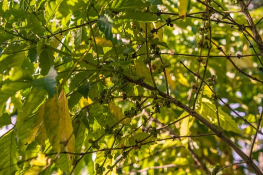 Unripe coffee beans growing on a coffee plant in montana redonda, dominican republic, bathed in sunlight