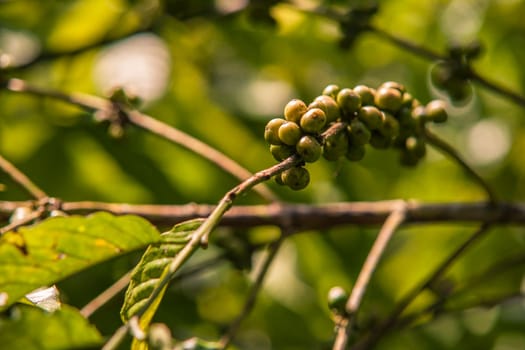 Close-up of unripe coffee beans growing on a branch in a plantation in montana redonda, dominican republic, showcasing the agricultural process