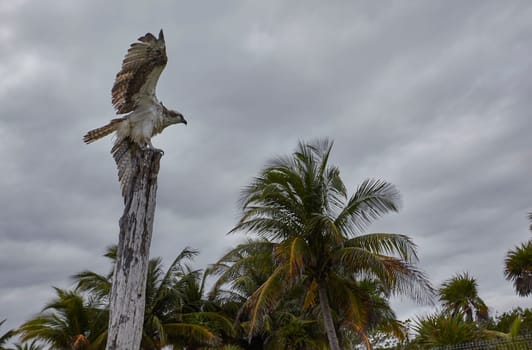 Osprey resting on a wooden post surrounded by palm trees under a cloudy sky