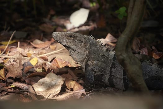 Black spiny-tailed iguana resting on dry leaves in its natural habitat, a tropical jungle environment
