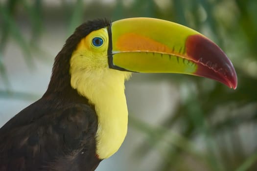 Close-up of a beautiful chestnut-mandibled toucan perched on a branch, displaying its vibrant beak and plumage