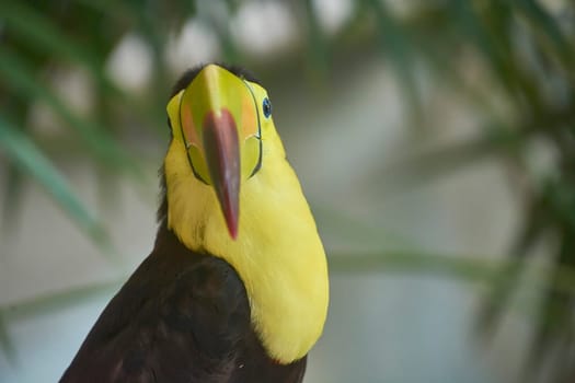 Close-up of a beautiful chestnut-mandibled toucan showing off its colorful beak and feathers