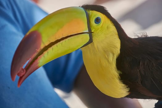 Close-up of a chestnut-mandibled toucan showcasing its vibrant beak and plumage
