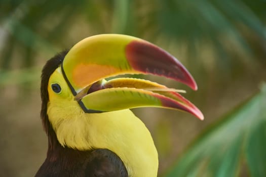 Close-up of a chestnut-mandibled toucan opening its large, colorful beak, showcasing its vibrant plumage and intricate beak details against a blurred jungle background
