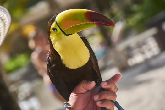 Chestnut-mandibled toucan perching on a zookeeper's hand