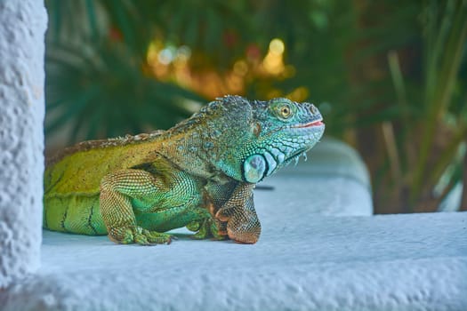 Green iguana resting on a white ledge in a tropical garden, enjoying the warm sunlight and lush greenery