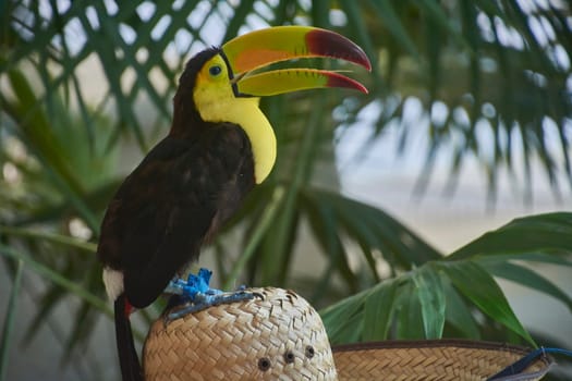 Colorful chestnut-mandibled toucan perched on straw hat with open beak and lush green foliage in background
