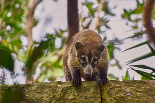 Wild coati carefully stepping on a stone wall in its natural habitat, surrounded by lush green foliage