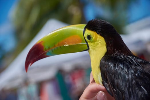 Close-up of a toucan perched on a hand, showcasing its vibrant beak and plumage