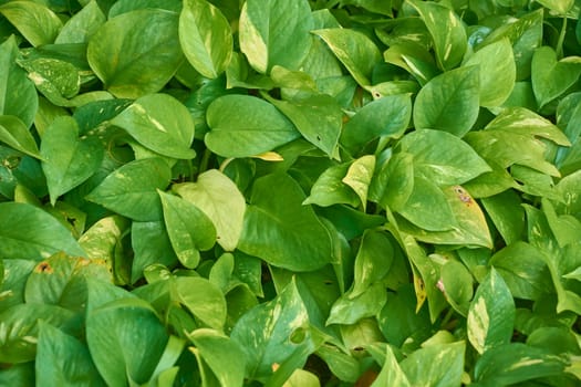 Close-up of vibrant green leaves forming a natural, textured backdrop