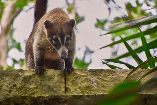 South american coati cautiously climbing down a wall in its natural habitat