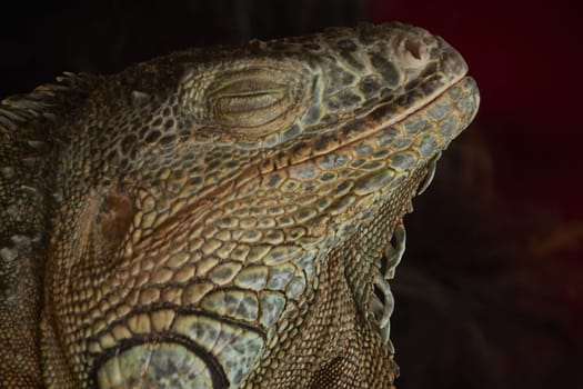 Close-up of a green iguana resting with its eyes closed, showcasing its textured skin and scales