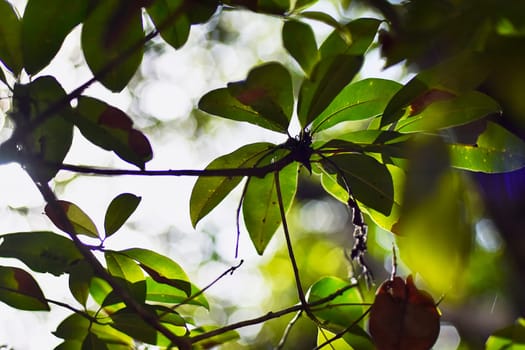 Bright sunlight shining through lush green leaves, creating a natural and serene atmosphere