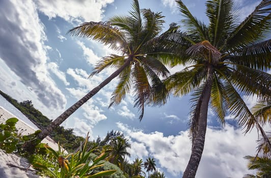 Lush palm trees frame the sunny sky on a beautiful beach in xpu-ha, mexico