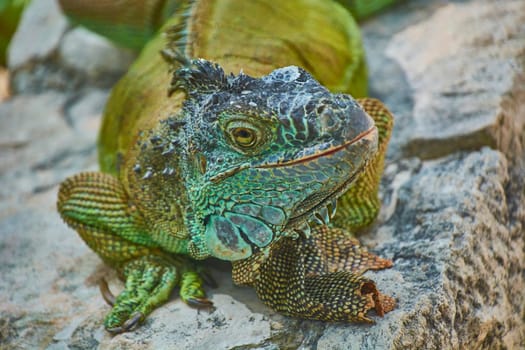Large green iguana resting on a rock, enjoying the sunlight and showcasing its vibrant scales