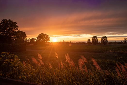 Golden hour sunlight bathes a tranquil field with tall grass, creating a serene rural scene