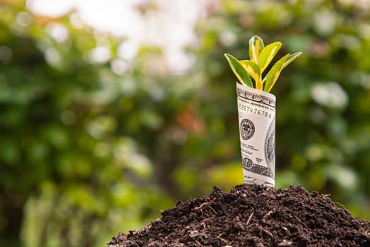 Dollar bill with a plant sprouting symbolizes investment and economic prosperity