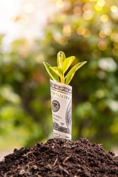 Small plant growing in fertile soil with a one dollar bill, suggesting financial growth and investment