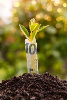 Small plant growing surrounded by a 100 euro banknote in fertile soil, symbolizing investment, savings, and financial growth