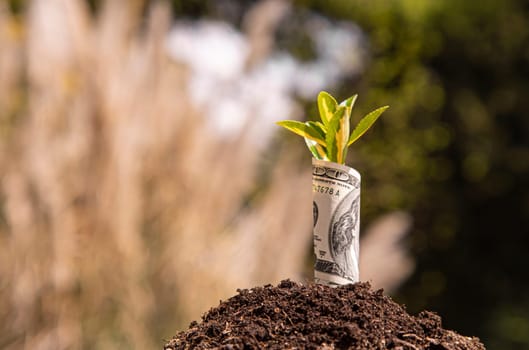 Small plant growing from rolled up one hundred dollar bill in soil representing business growth, financial success and investment