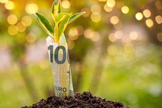 Small plant growing from rolled up 100 euro banknote surrounded by fertile soil, symbolizing financial growth and investment