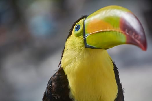 Close-up of a beautiful chestnut-mandibled toucan showing off its colorful beak and bright blue eye