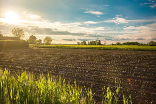 Rows of young crops growing in fertile soil on an agricultural field at sunset, illuminated by golden sunlight