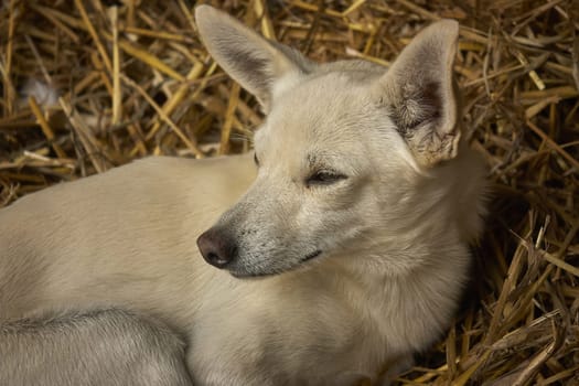 White dog resting on straw in bright sunlight, enjoying a moment of peace