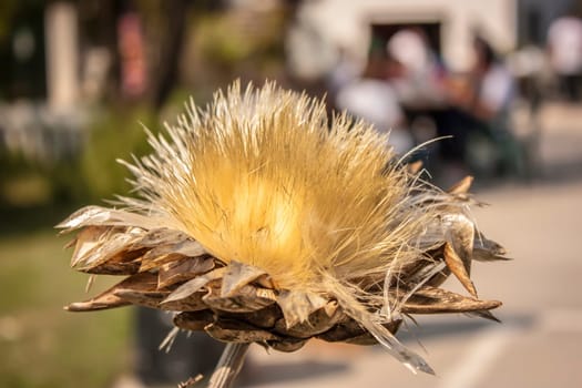 Close-up of a dried artichoke flower head, displaying its fluffy texture and golden color, illuminated by sunlight
